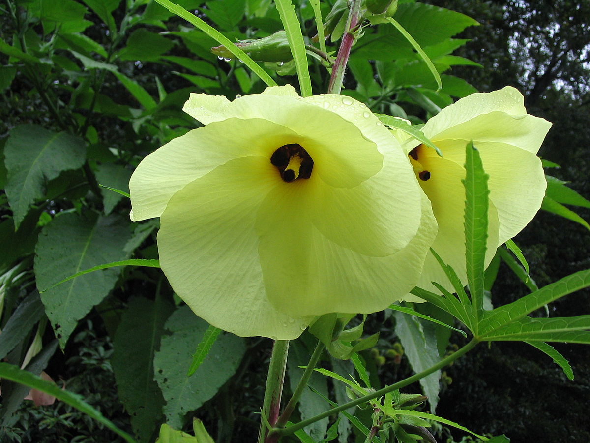 Abelmoschus manihot, Sunset hibiscus