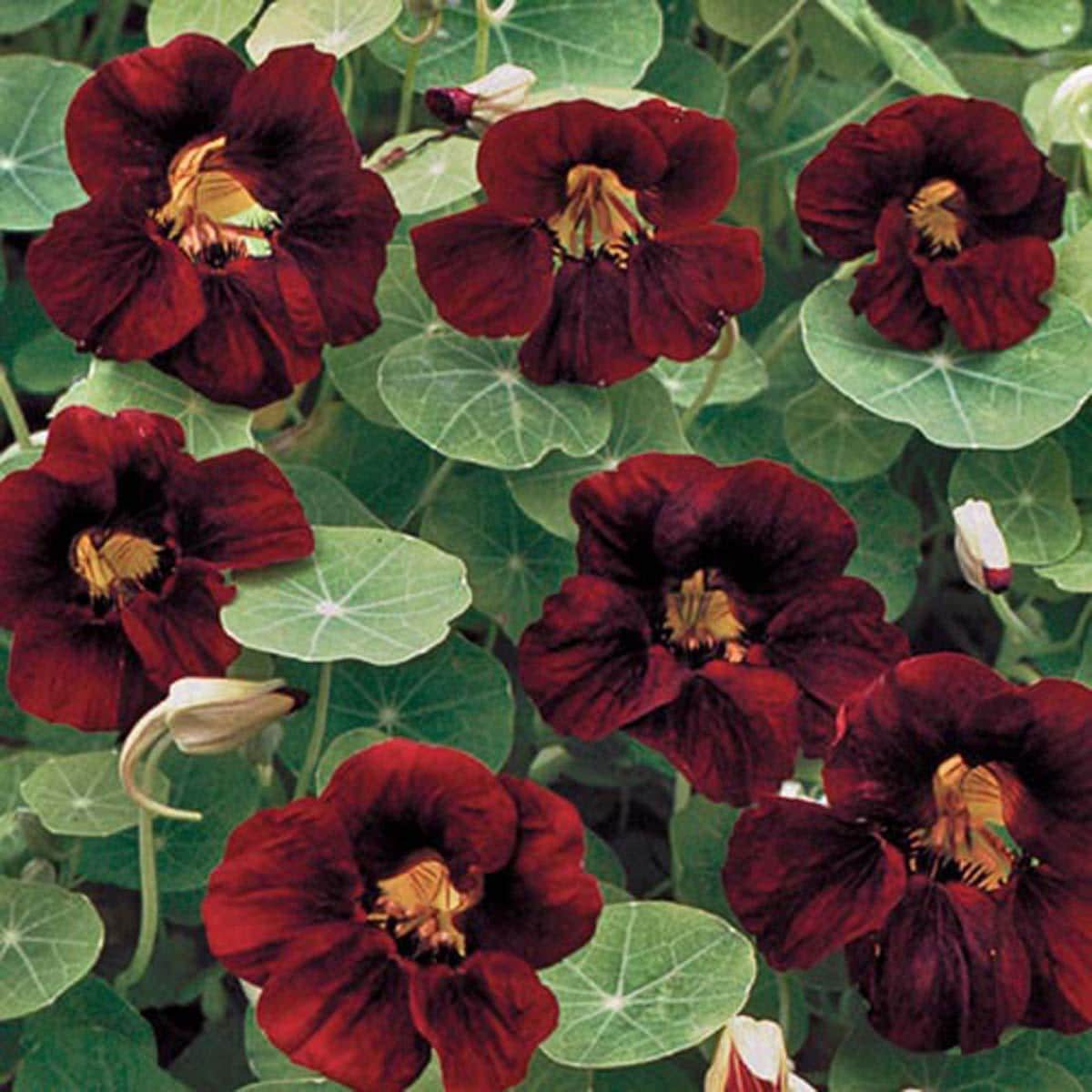 Tropaeolum majus, Black velvet nasturtium