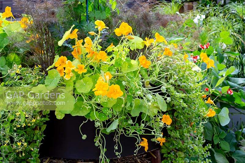 Trapaeolum majus 'Golden Jewel', nasturtium