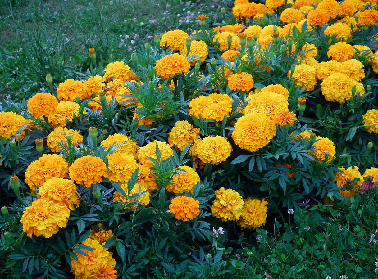 Tagetes erecta, Cempaxochitl marigold
