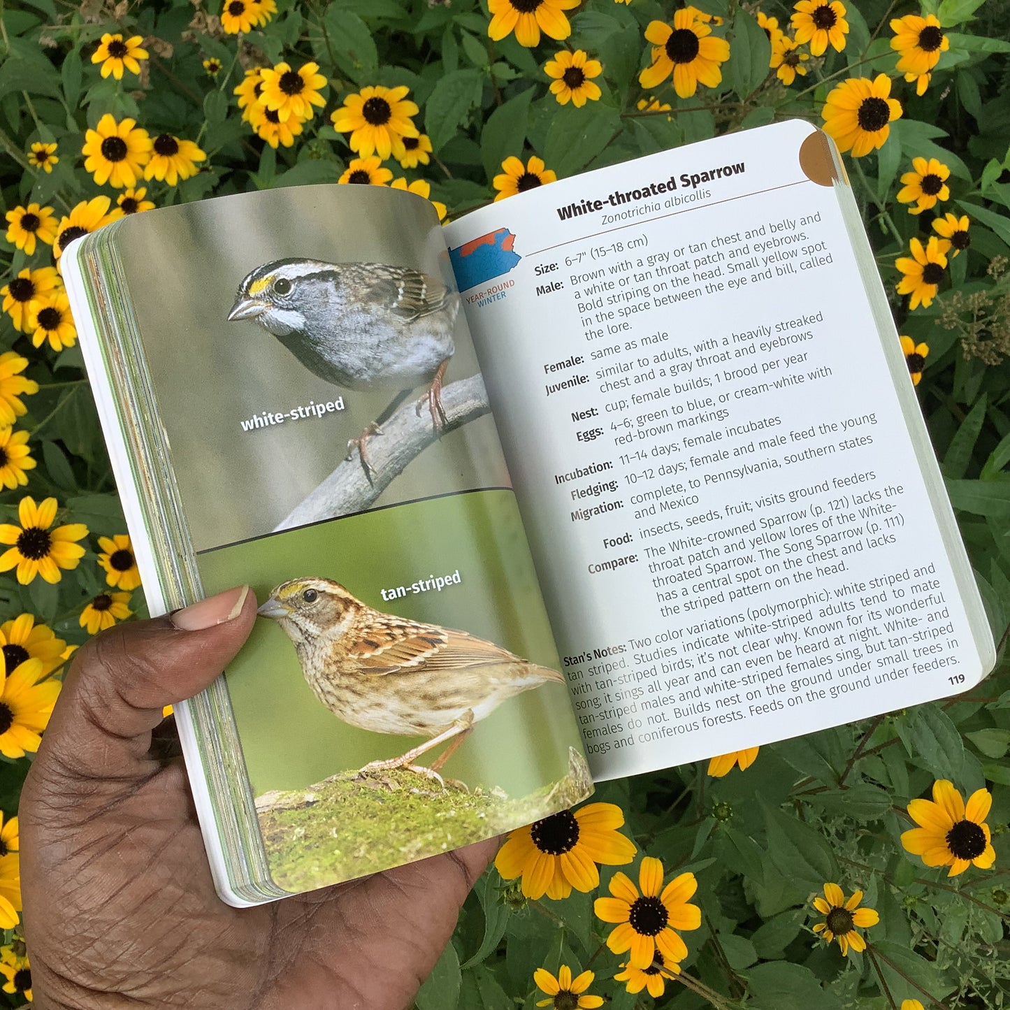 Birds Of Pennsylvania Field Guide