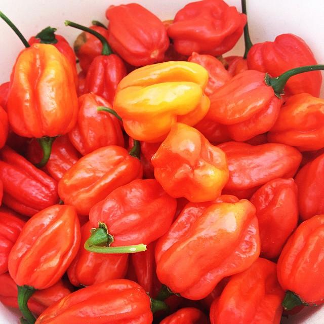 Capsicum chinense, Aji dulce pepper