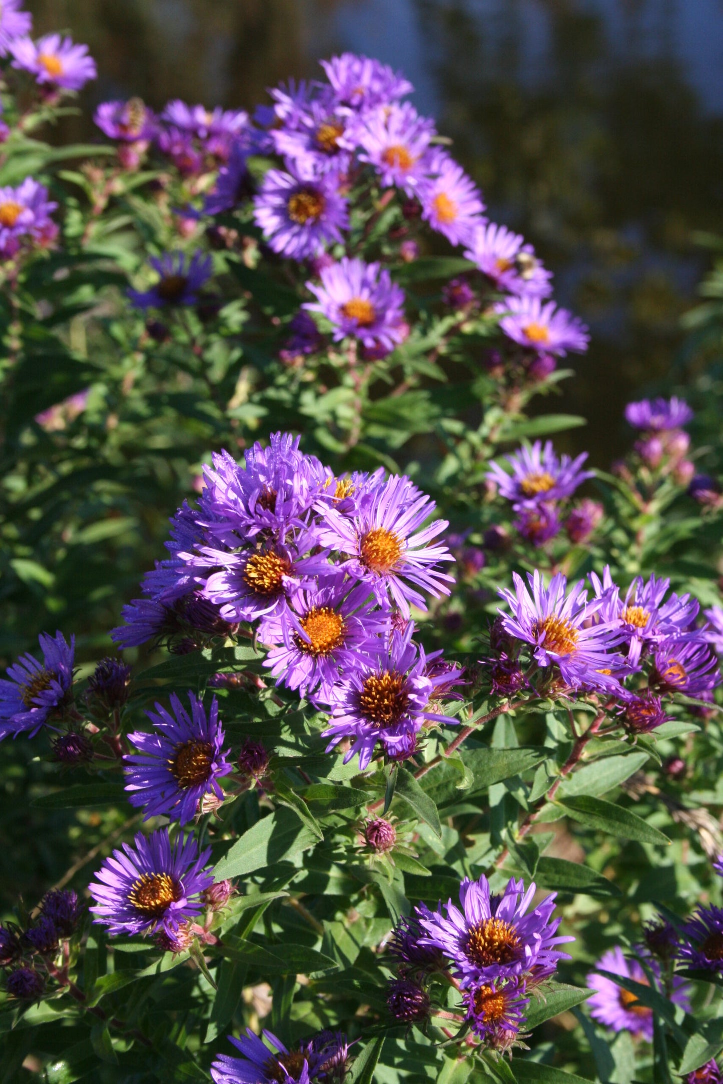 Aster novae-angliae, New England Aster