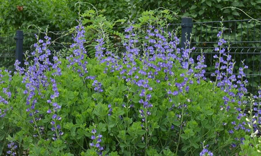 Baptisia australis, False Indigo