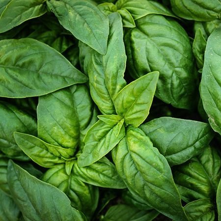 Ocimum basilicum, Sweet basil 'Genovese'