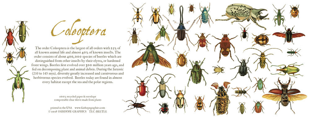 Notecards From Fairhope Graphics