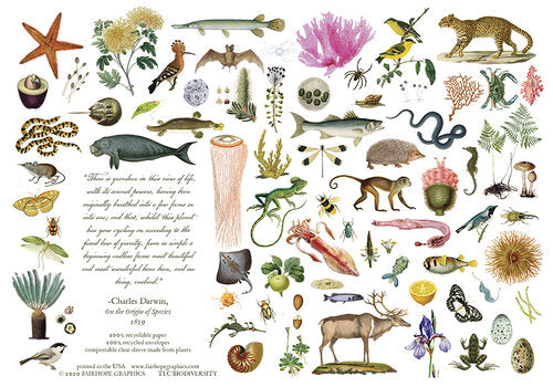 Notecards From Fairhope Graphics