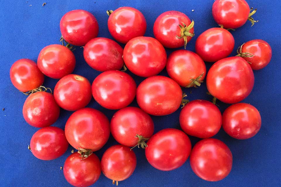 Solanum lycopersicum 'Brandywine Cherry', Brandywine cherry tomato