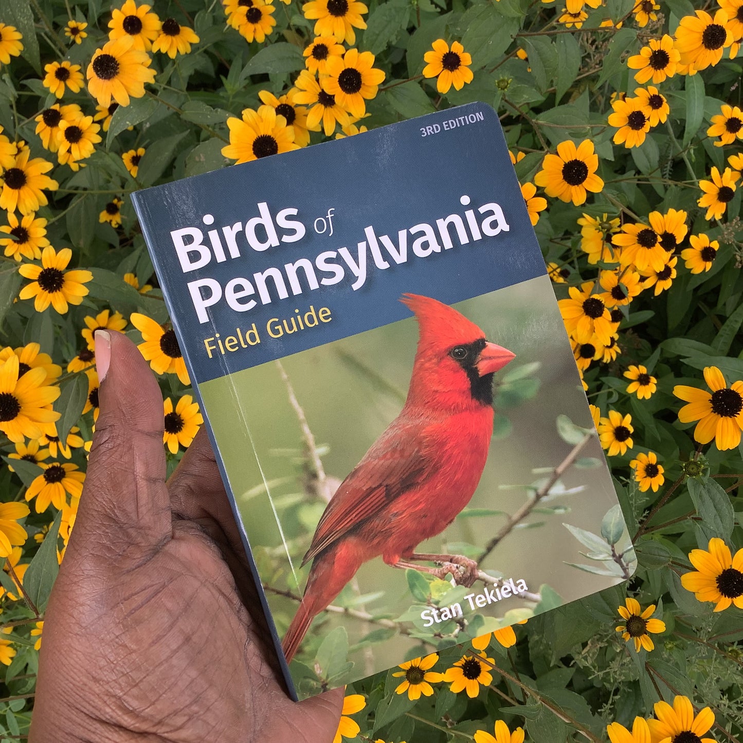 Birds Of Pennsylvania Field Guide