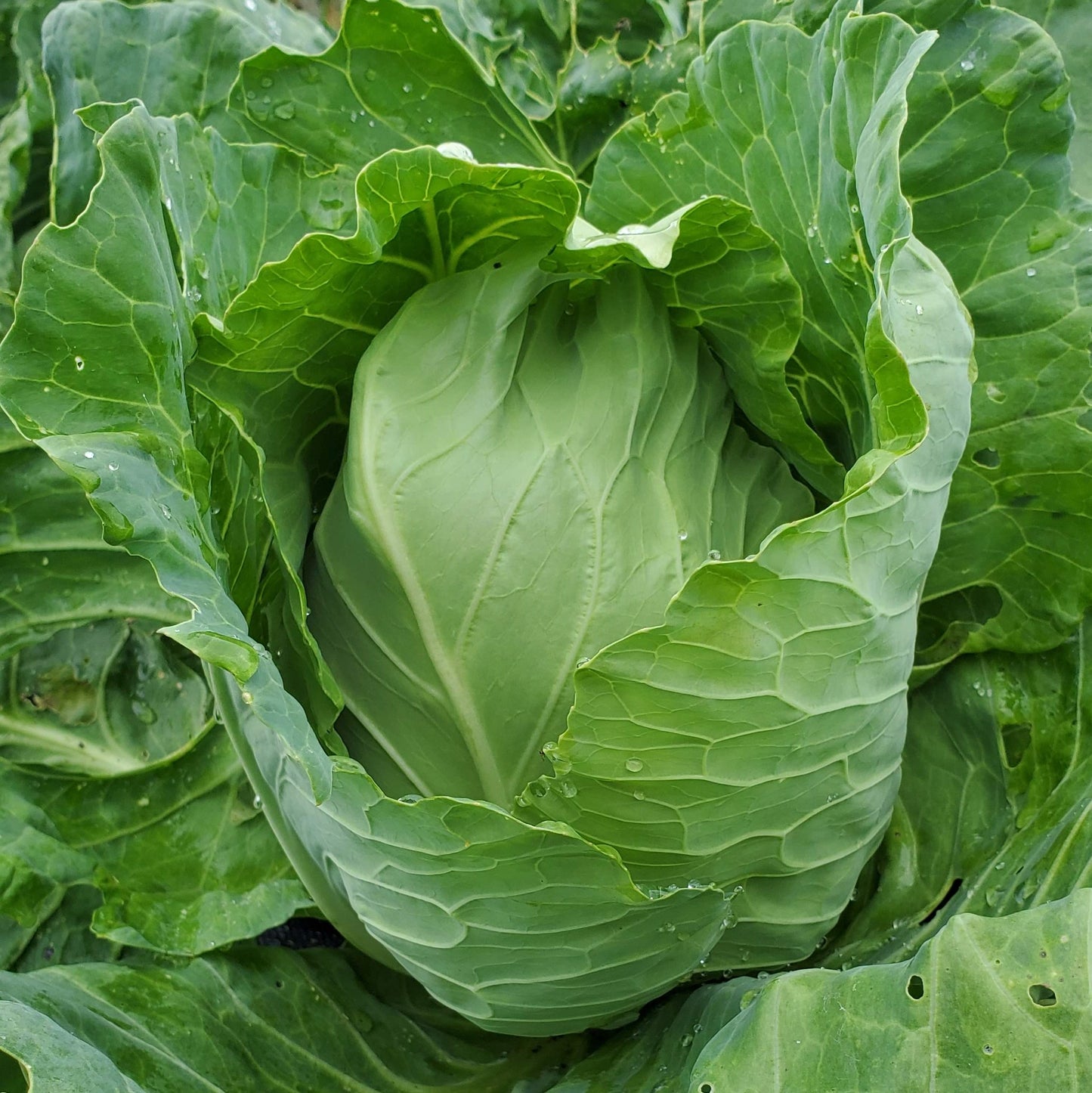 Brassica oleracea var. capitata, early Jersey Wakefield cabbage