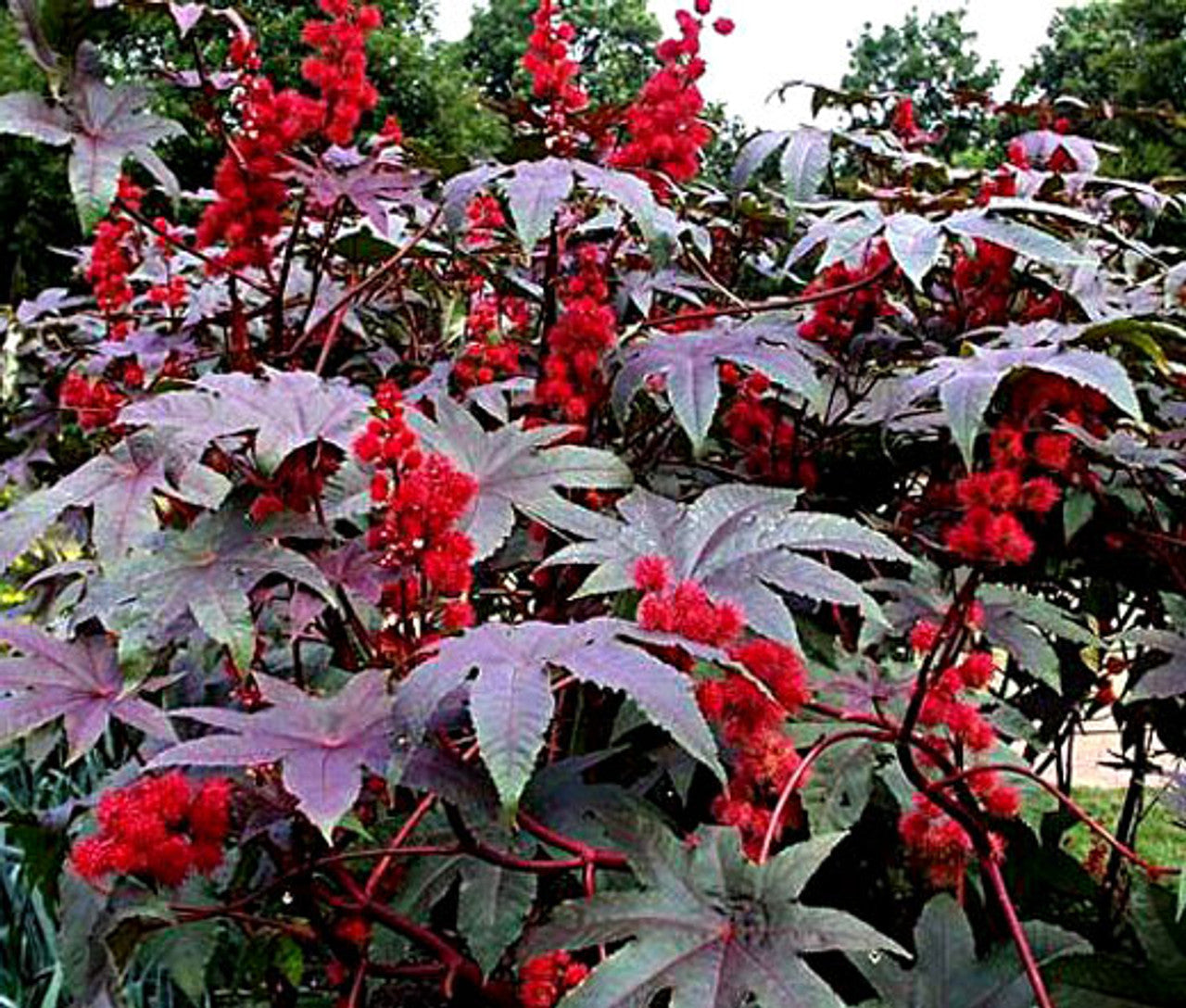 Ricinus communis, Castor bean