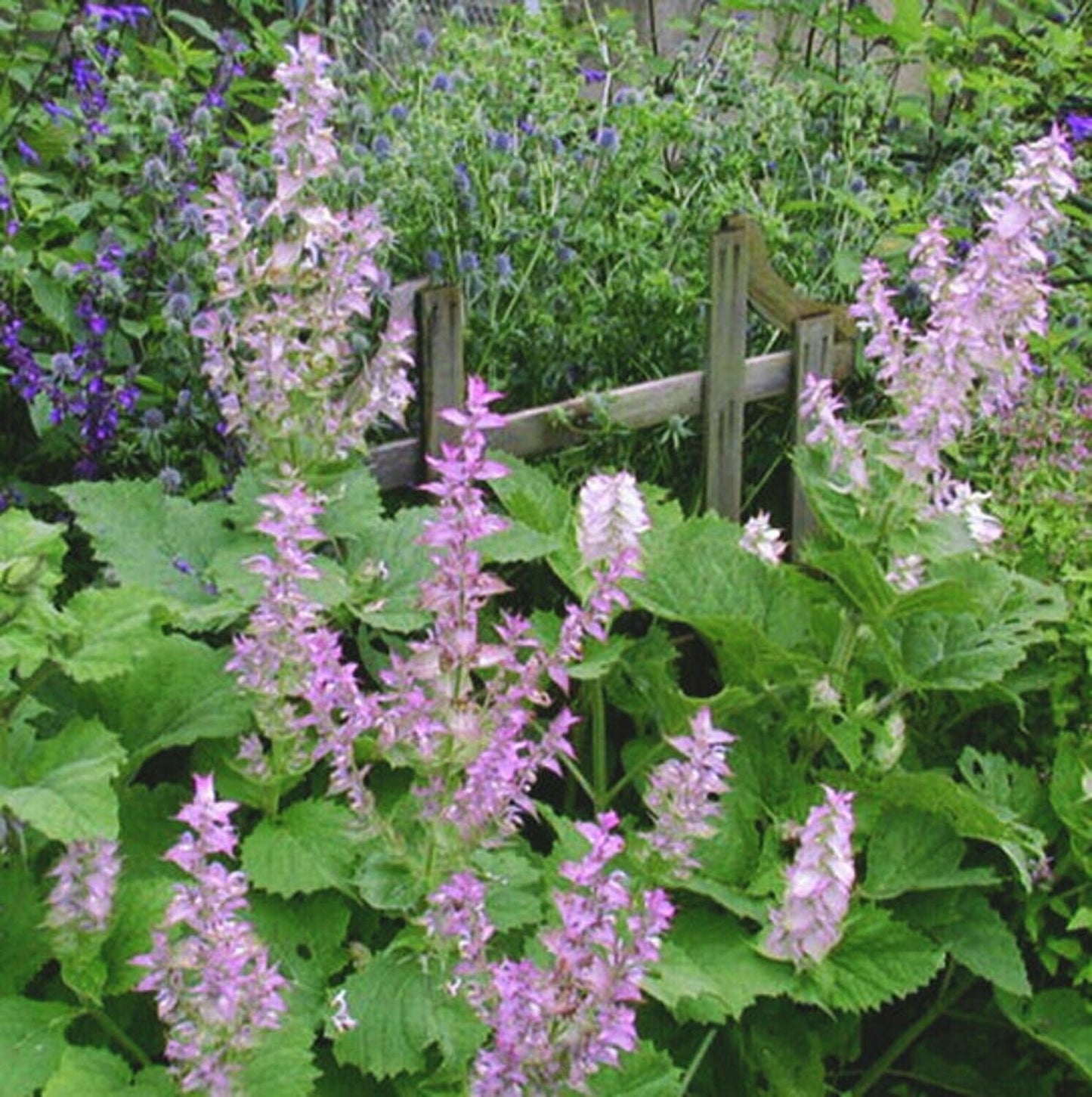 Salvia sclarea, clary sage