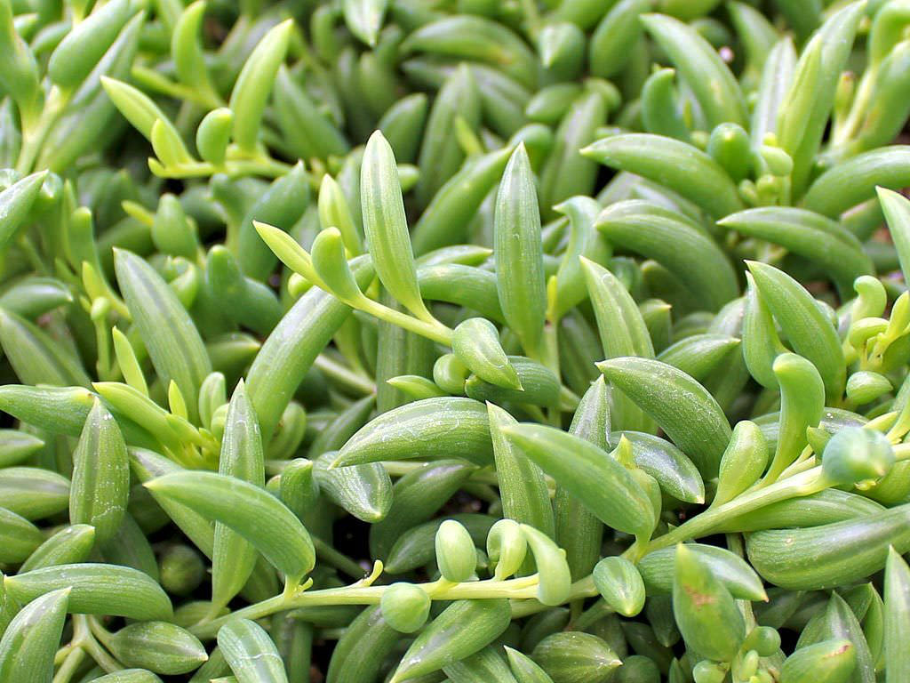 Curio radicans, String of bananas