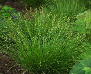 Carex appalachica, Appalachian Sedge