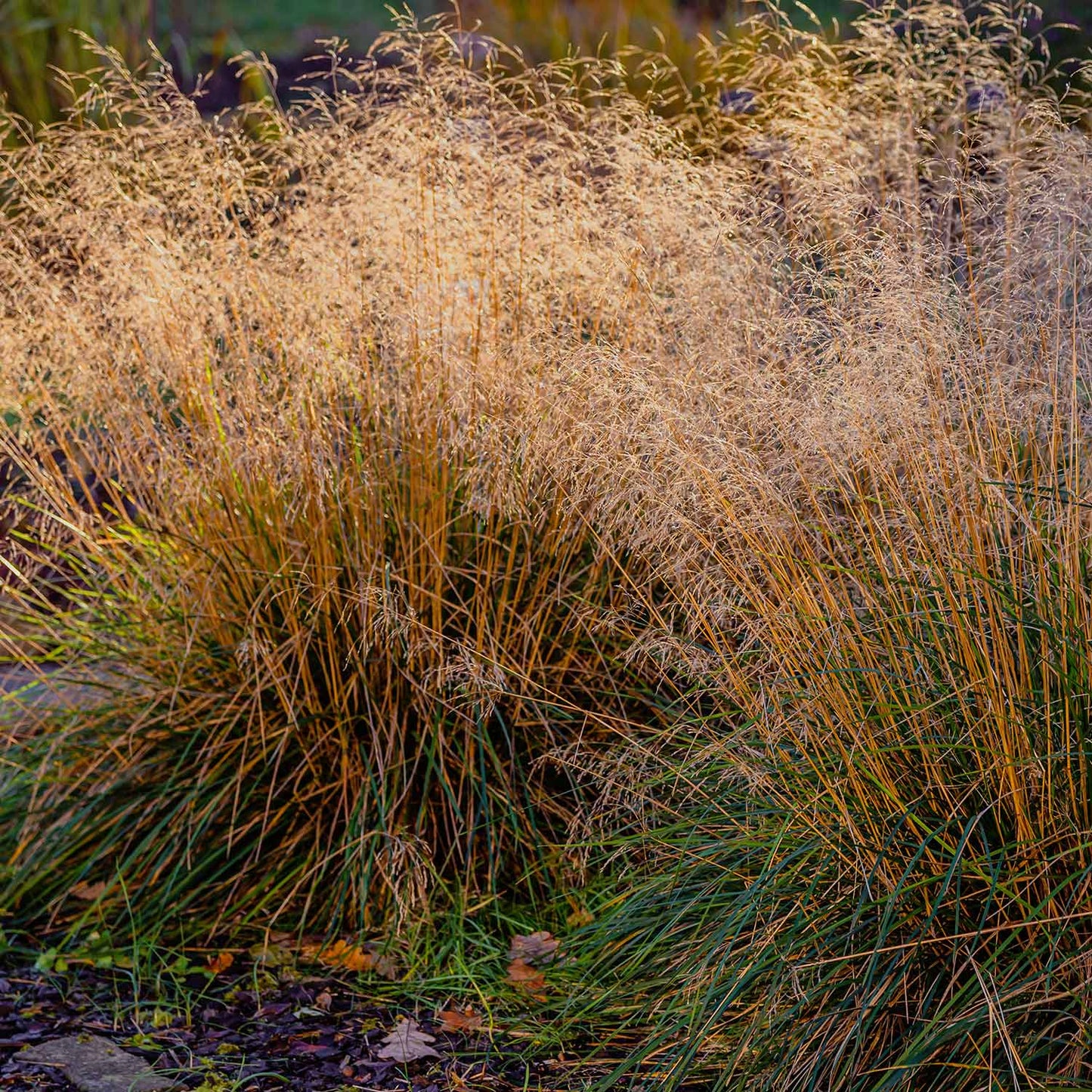Deschampsia cespitosa, Tufted Hairgrass