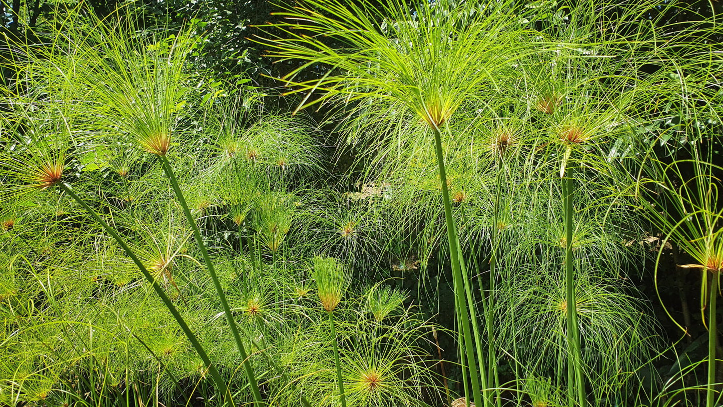 Cyperus papyrus, papyrus