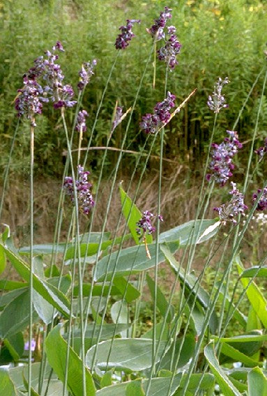 Thalia dealbata, powdery alligator-flag