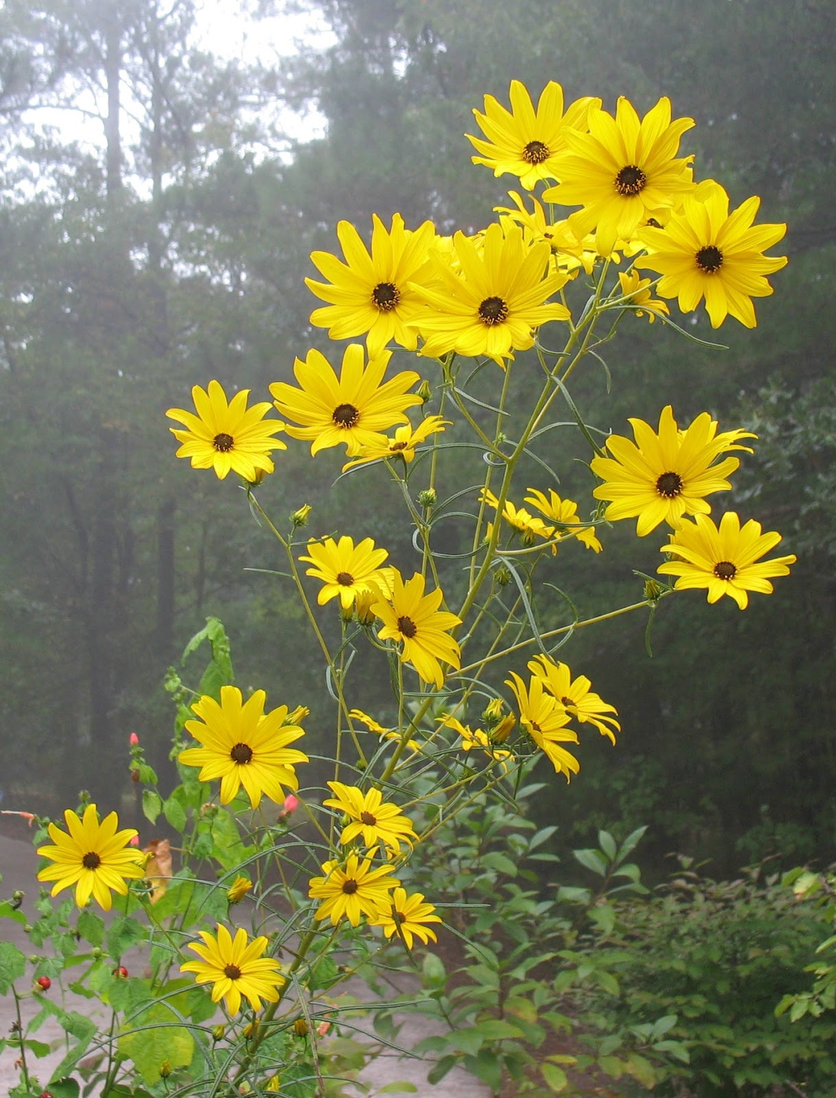 Helianthus angustifolius, Swamp sunflower