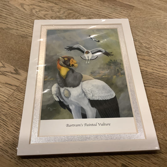 Bartram's Painted Vulture