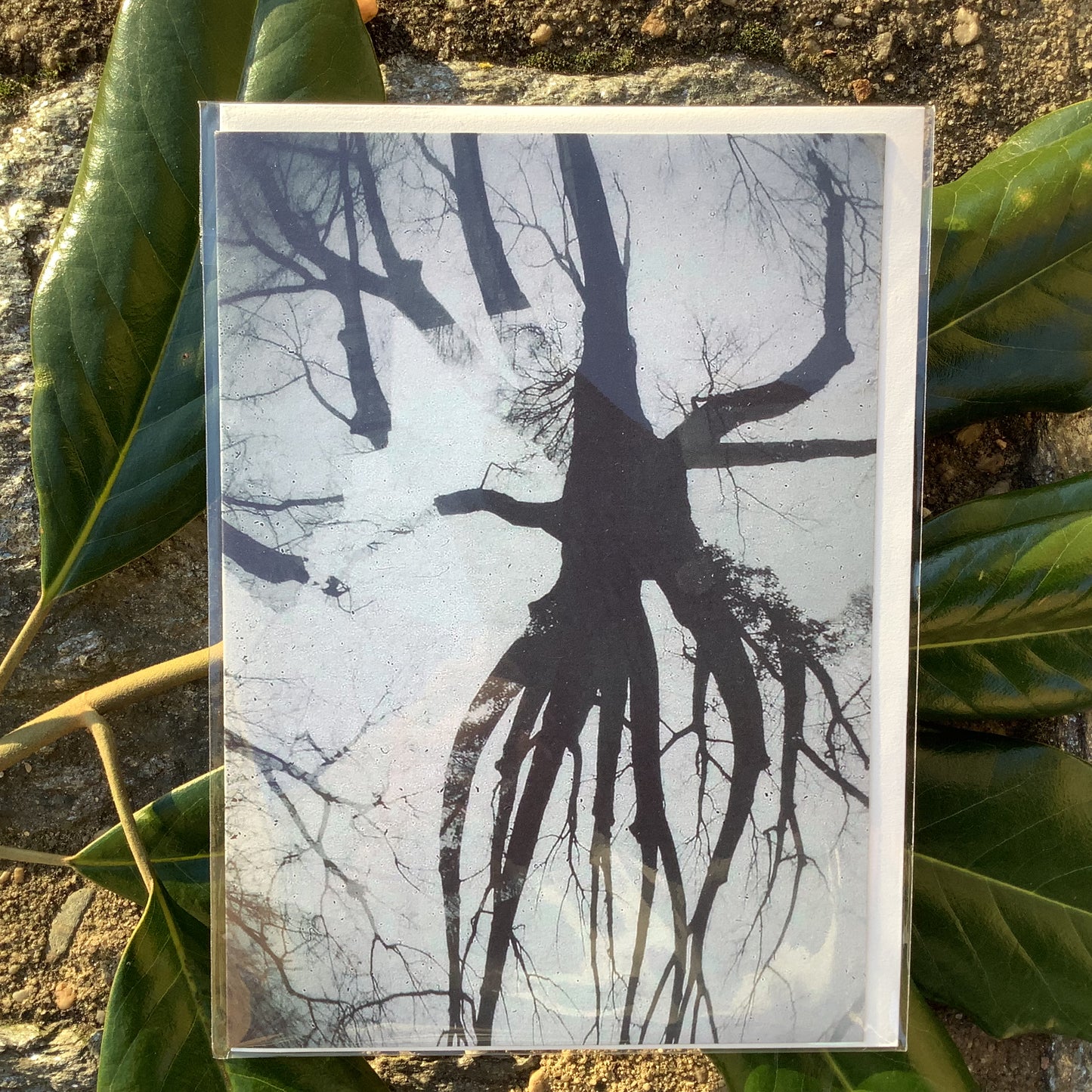 Notecards By Carolyn Brandt