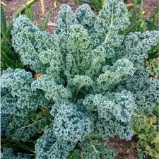 Brassica napus, Dwarf curled blue scotch kale
