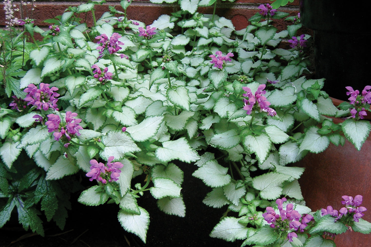 Lamium maculatum 'Purple dragon,' Spotted deadnettle