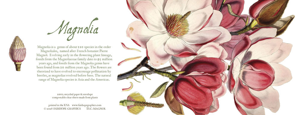 Notecards From Fairhope Graphics