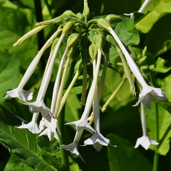 Nicotiana sylvestris, Woodland tobacco