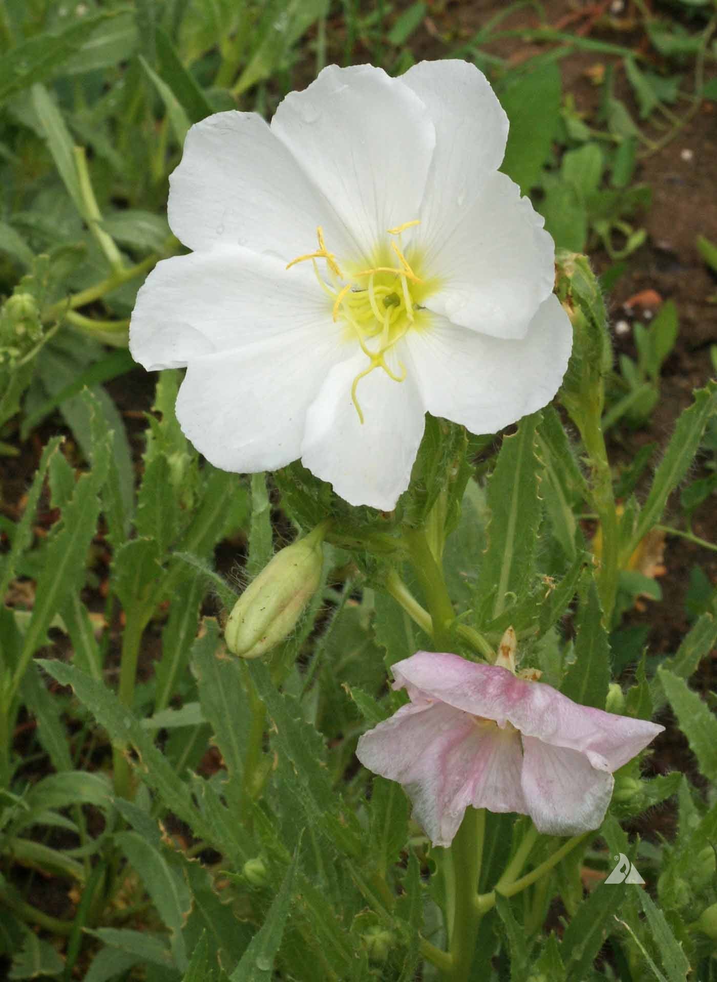 Oenothera pallida, pale evening primrose