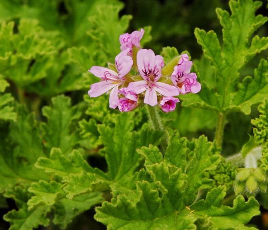 Pelargonium graveolens, Rose-scented geranium