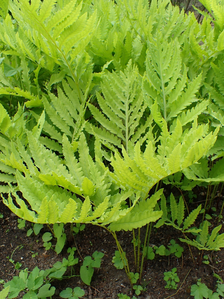 Onoclea sensibilis, sensitive fern