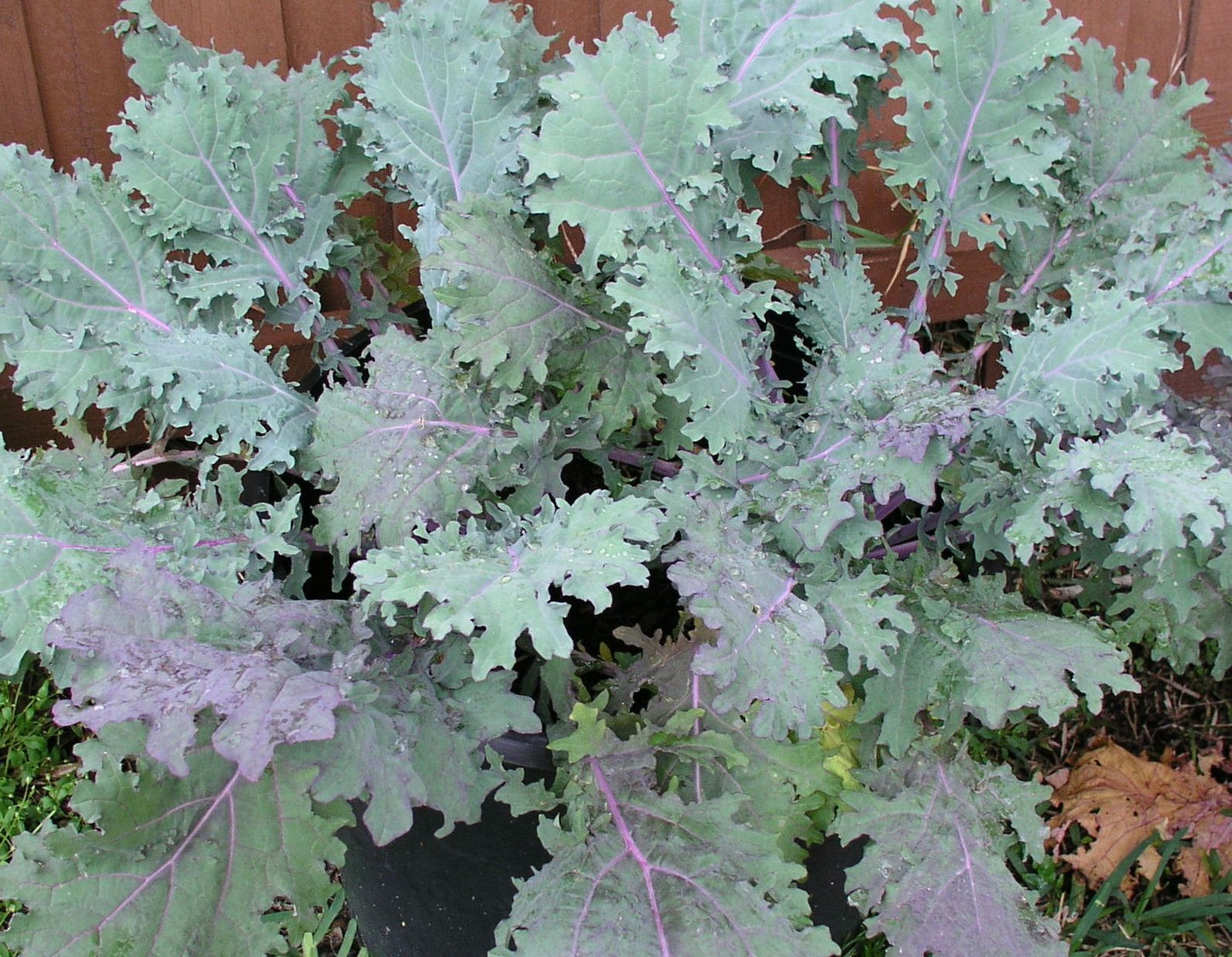Brassica napus var. pabularia, Red Russian kale