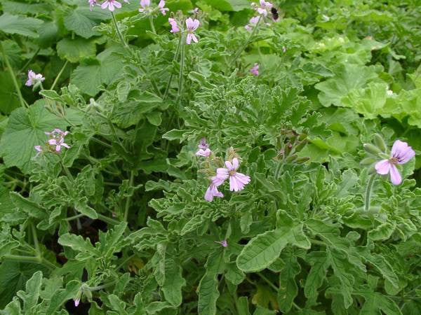 Pelargonium crispum, Lemon rose geranium