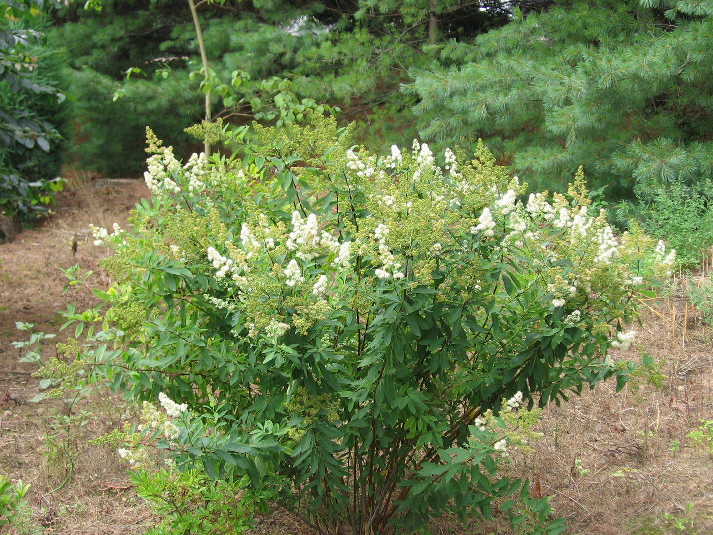 Spiraea alba var. latifolia, Broadleaf meadowsweet
