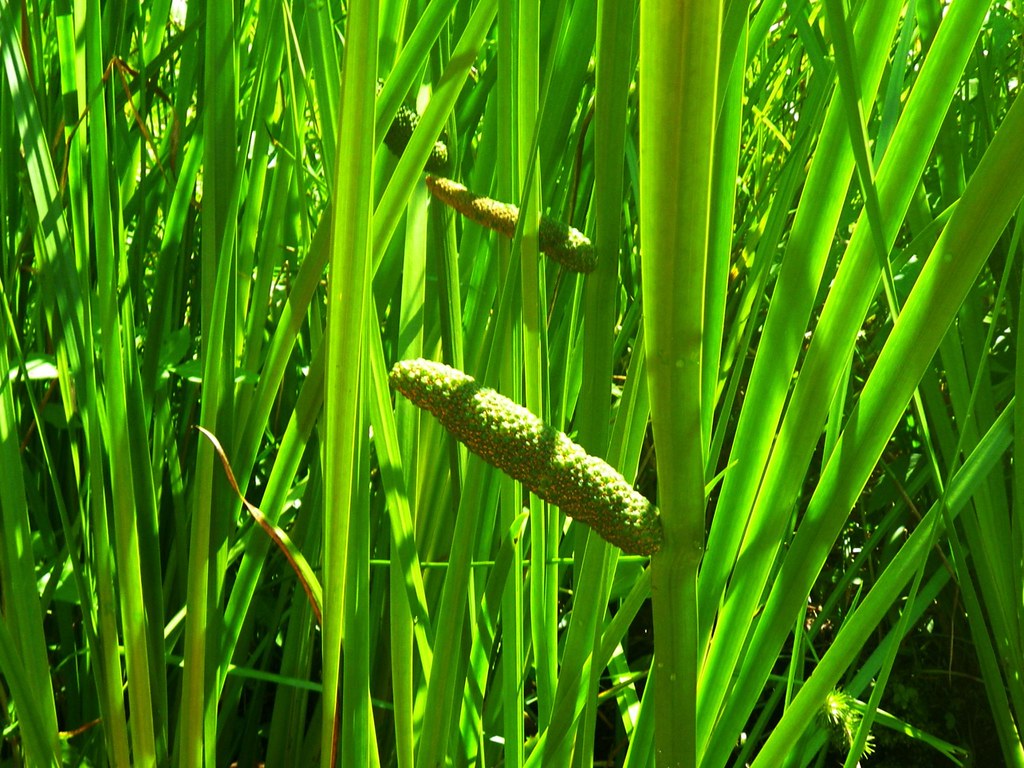 Acorus calamus, Sweet Flag