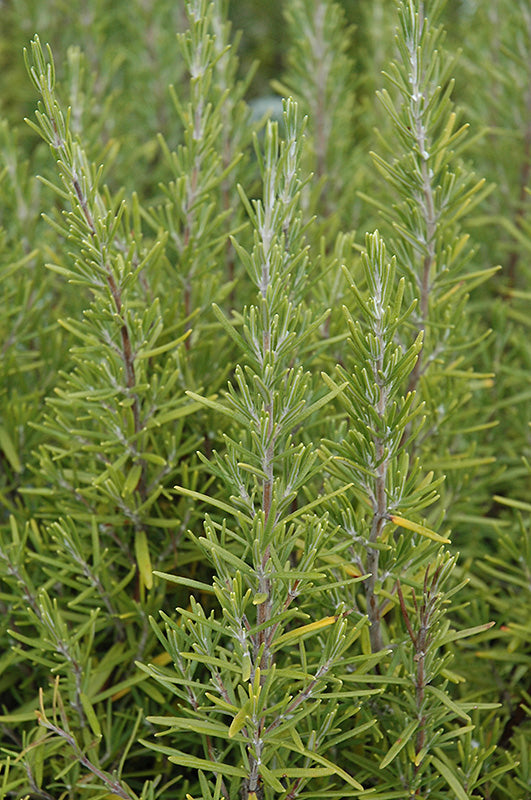 Salvia rosmarinus 'upright', Rosemary 'upright'