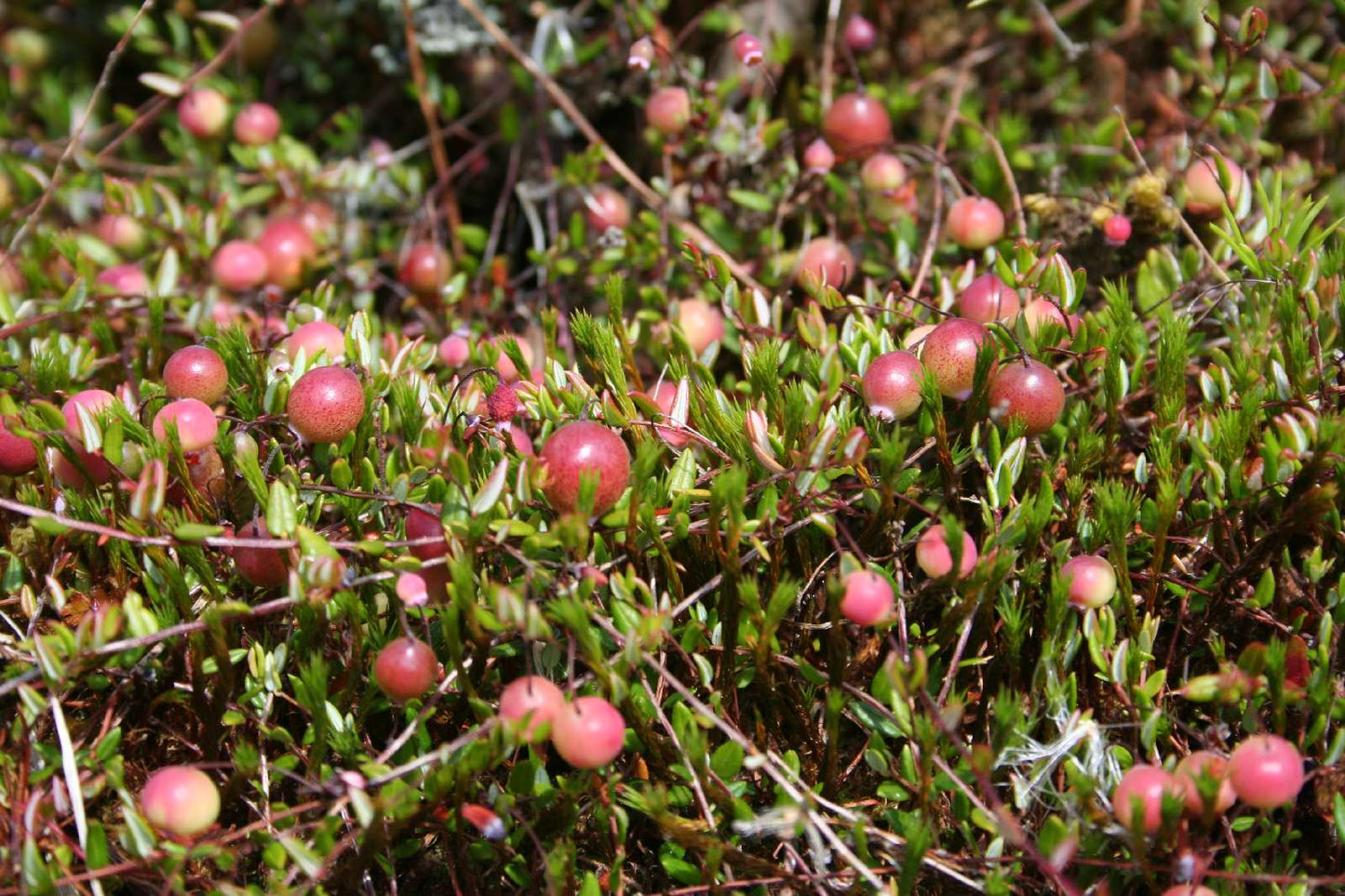 Vaccinium oxycoccos, Bog cranberry