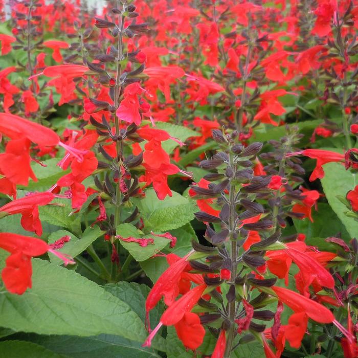 Salvia coccinea, Scarlet sage