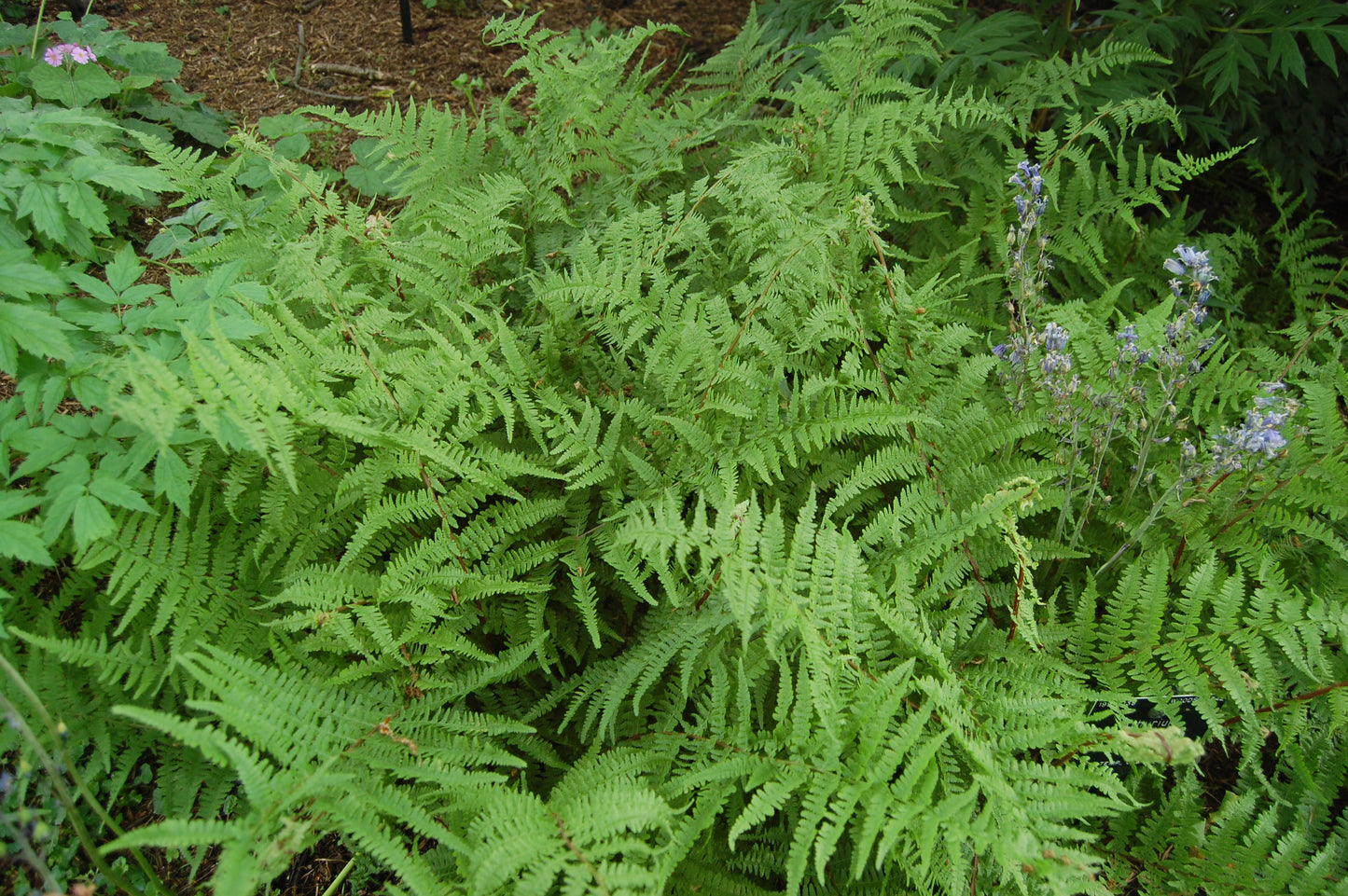 Athyrium filix-femina, northern lady fern