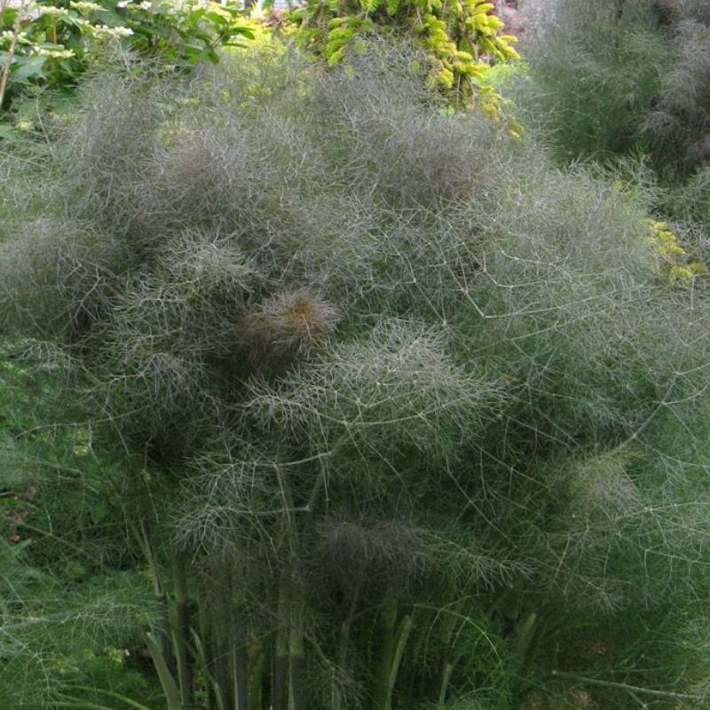 Foeniculum vulgare, Bronze fennel