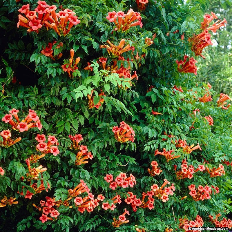 Campsis radicans, Trumpet Creeper
