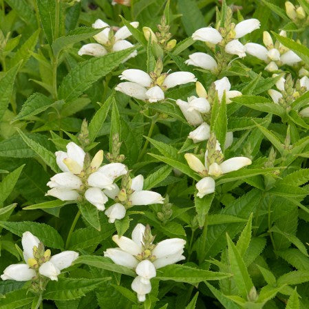 Chelone glabra, Turtlehead