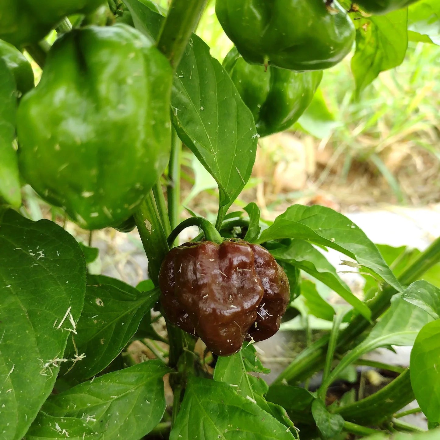 Capsicum chinense, chocolate Scotch bonnet pepper
