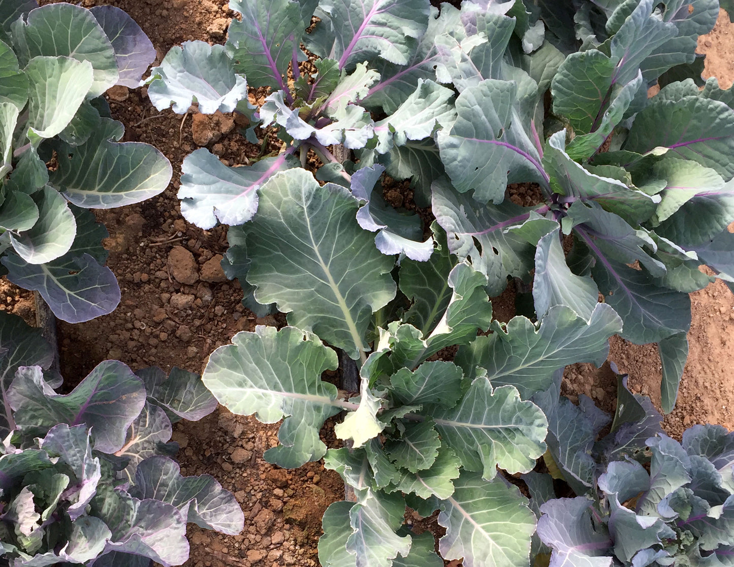 Brassica oleracea, Alabama blue collards