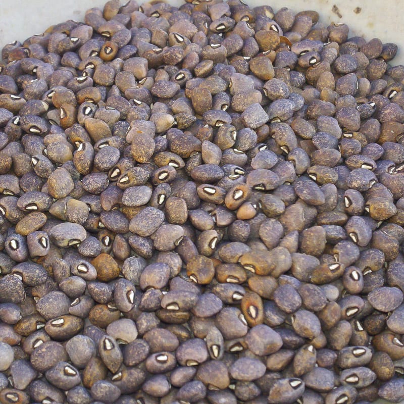 Vigna unguiculata, grey speckled palapye/black-eyed pea