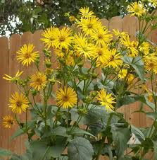 Silphium perfoliatum, Cupplant