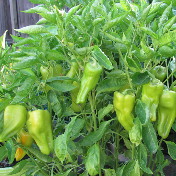 Capsicum annuum 'Cubanelle', Cubanelle pepper