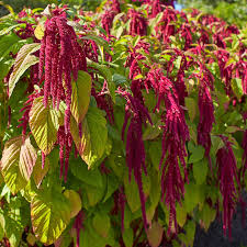 Amaranthus caudatus, Love lies bleeding