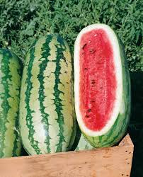 Citrullus lanatus, Georgia rattlesnake watermelon