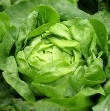Latuca sativa 'Buttercrunch', Buttercrunch lettuce